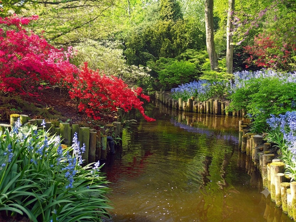 Ruisseau aux jacinthes — Sud de l'Angleterre