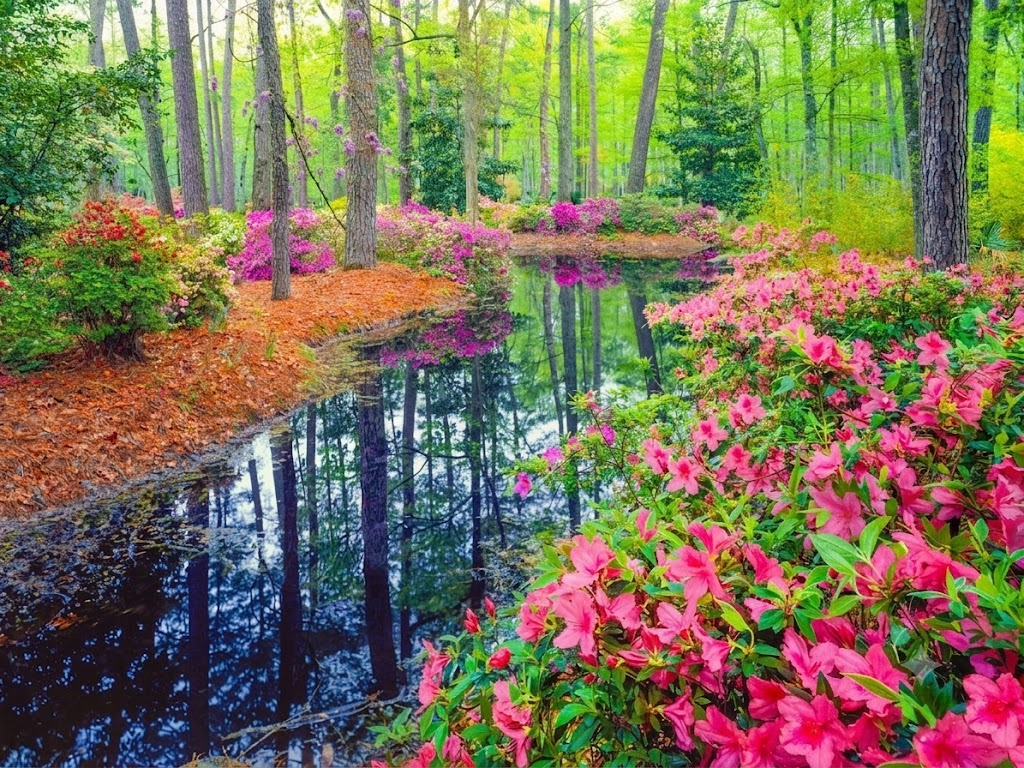 Miroir d'azalées — Vallée boisée