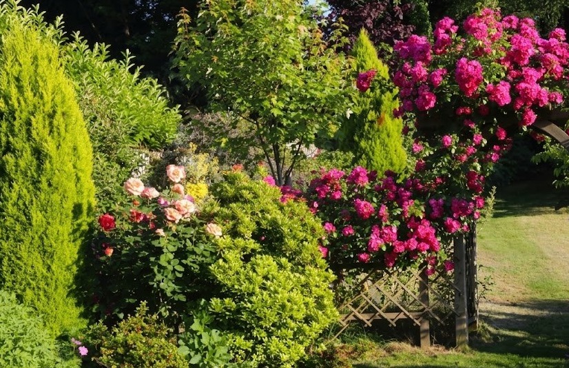 Arche fuchsia — Normandie
