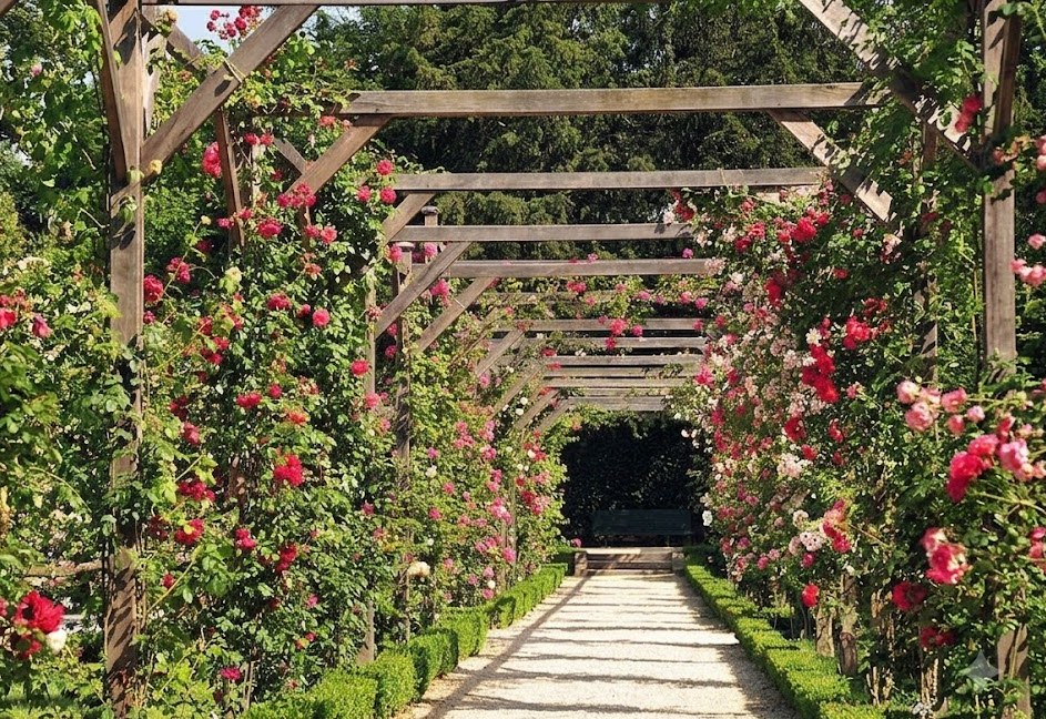 Pergola des roses — Loir-et-Cher